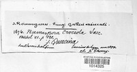 Naemaspora croceola image